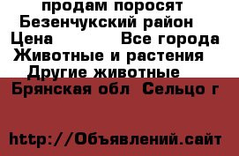 продам поросят .Безенчукский район  › Цена ­ 2 500 - Все города Животные и растения » Другие животные   . Брянская обл.,Сельцо г.